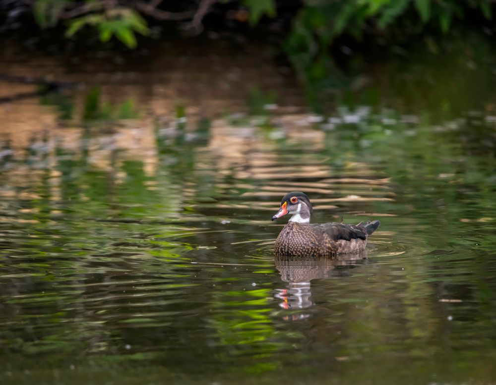 Duck pond of Franklin Canyon Park