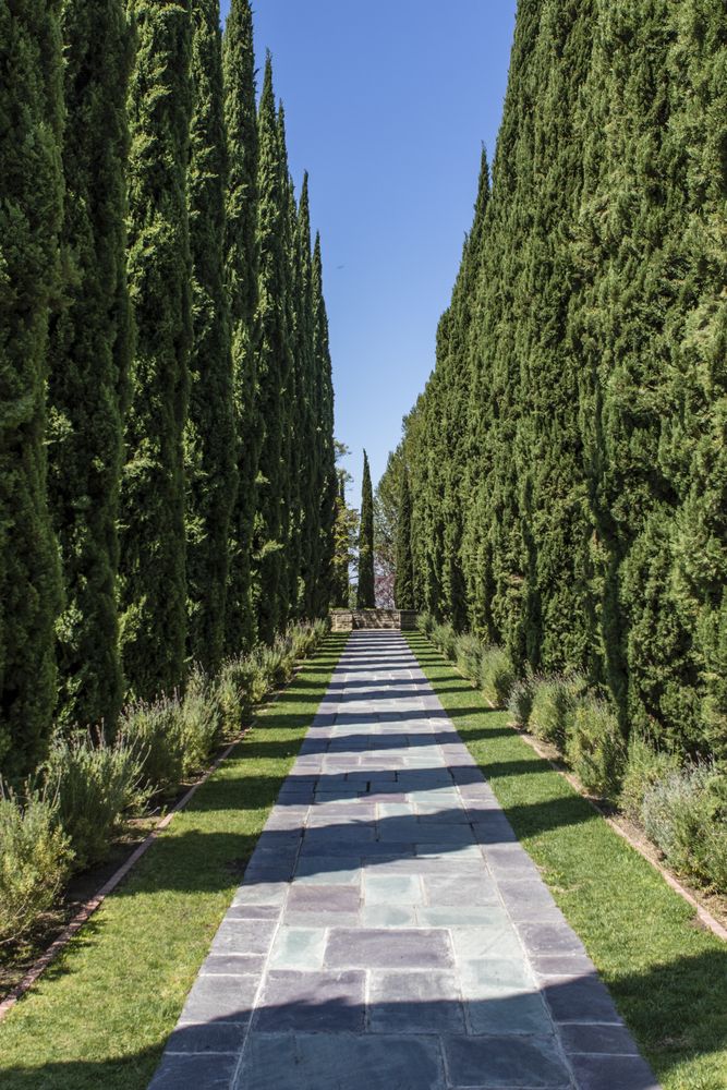 Pathway lined with trees at Greystone Mansion and Gardens