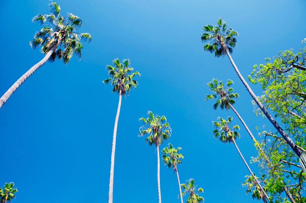 Tall palm trees at Will Rogers Memorial Park