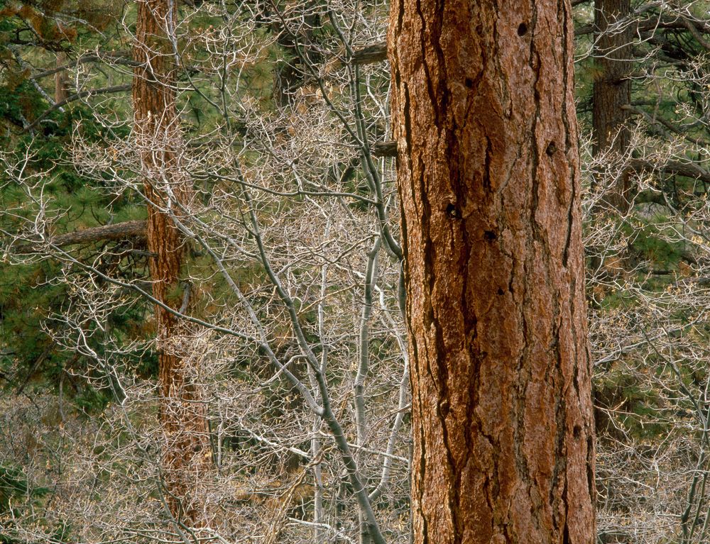 Forest along Pine Knot Trail