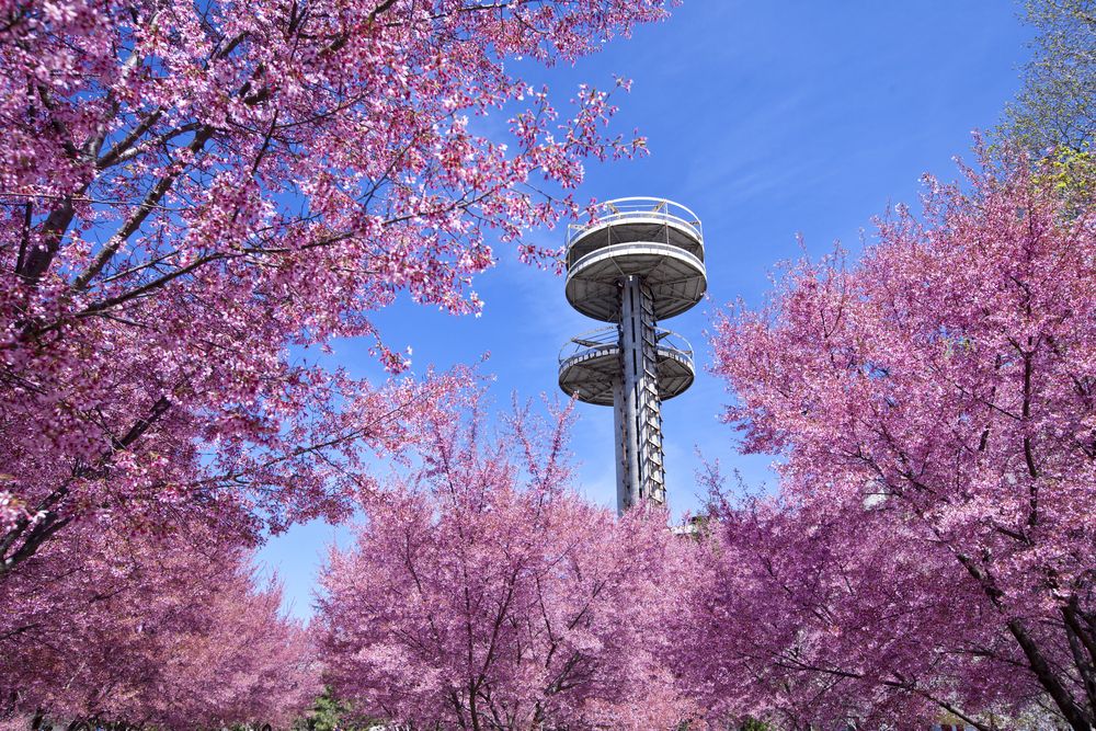 Bright pink cherry blossom trees with a view of a tower.