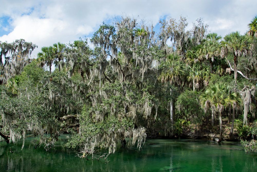 View of Blue Springs State Park