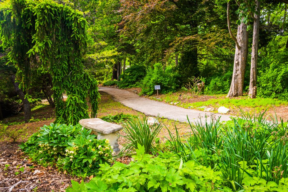 Trail lined with flora at Cylburn Arboretum
