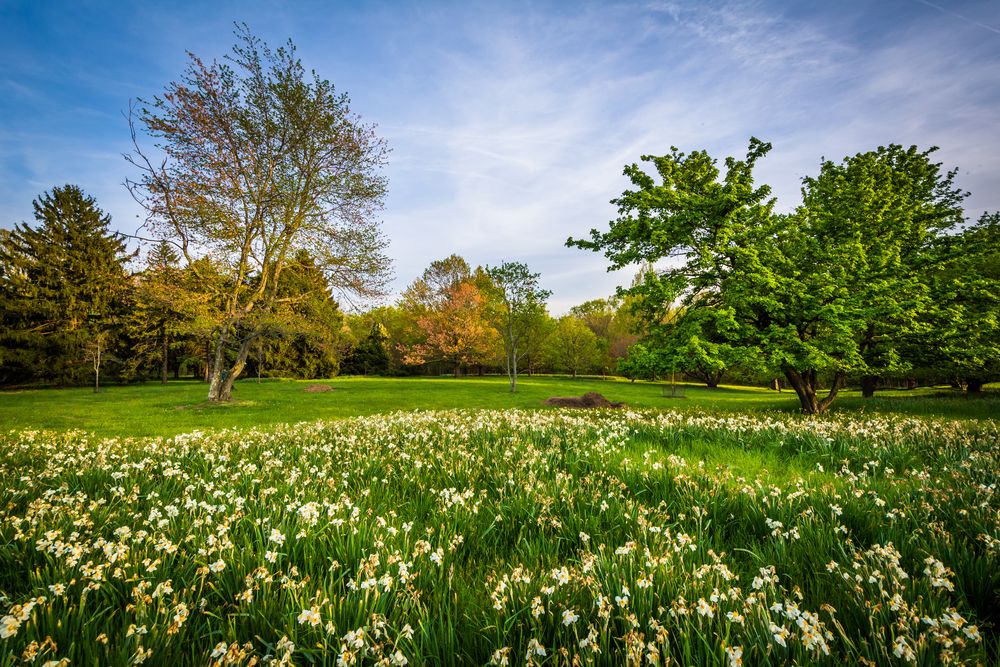 Scenic view of Cylburn Arboretum