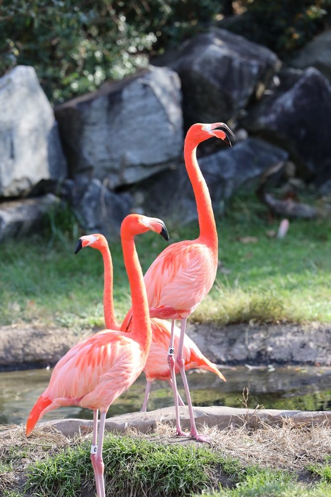 Flamingos at The Maryland Zoo