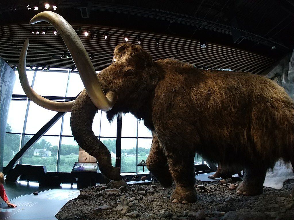 Exhibit in Bell Museum