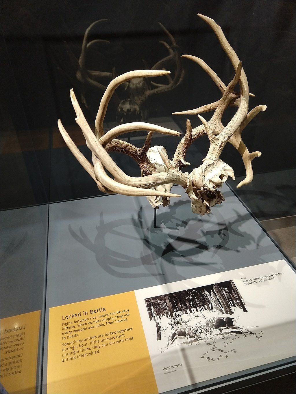Fossil in Bell Museum