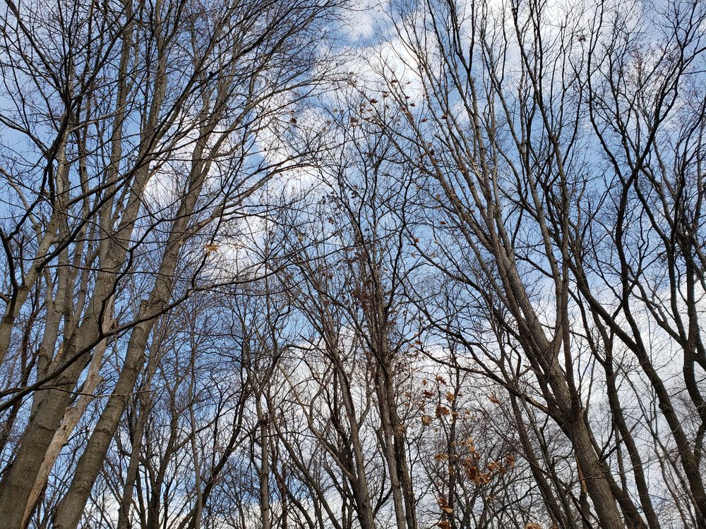 Trees at Blaine Wetland Sanctuary