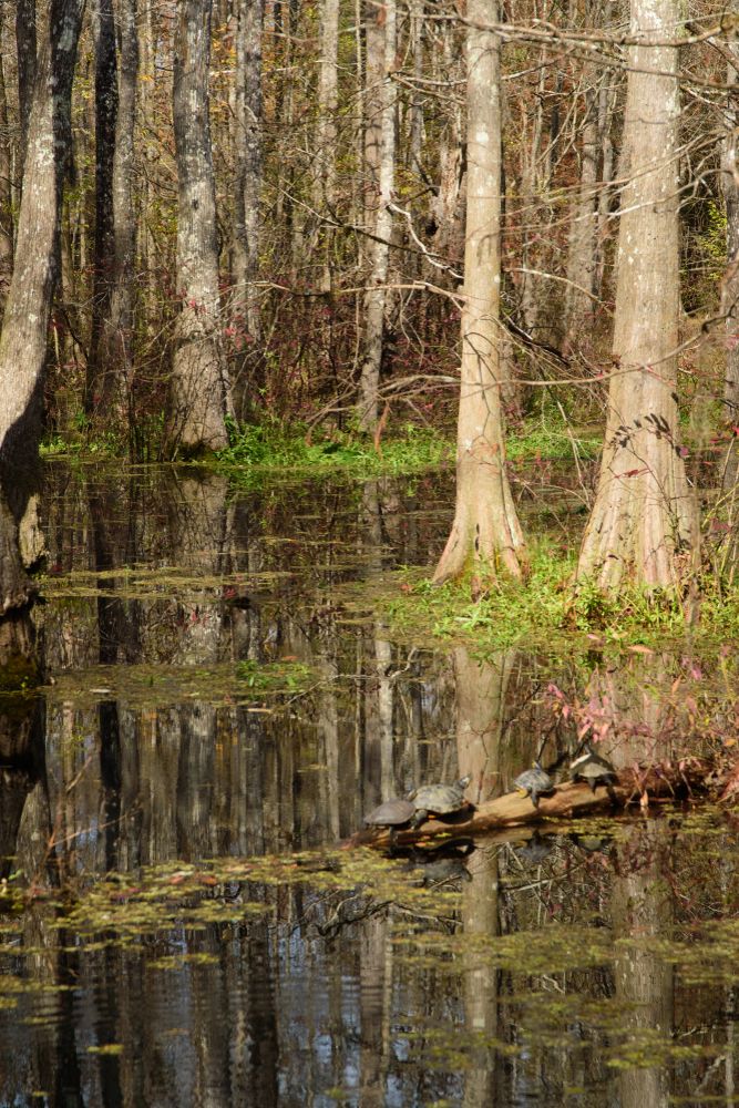 The waters of Bogue Chitto River