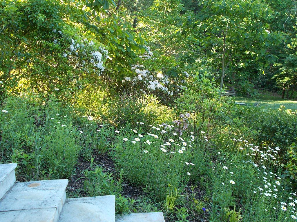 Wildflowers at Daniel Boone Native Gardens