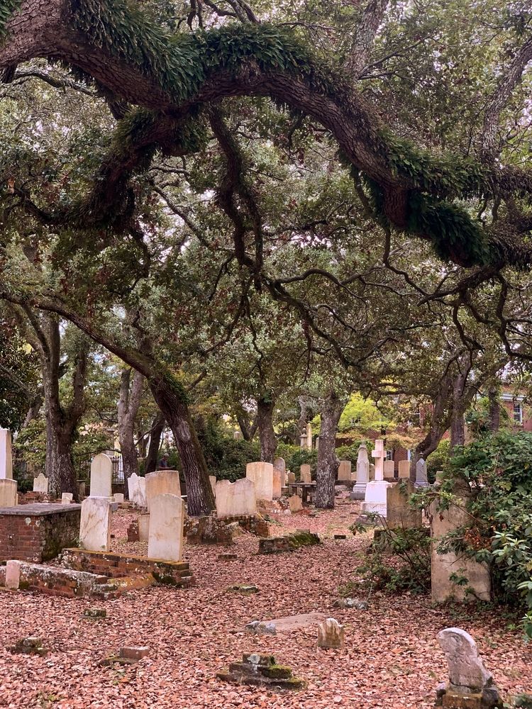 Tall trees at Old Burying Ground