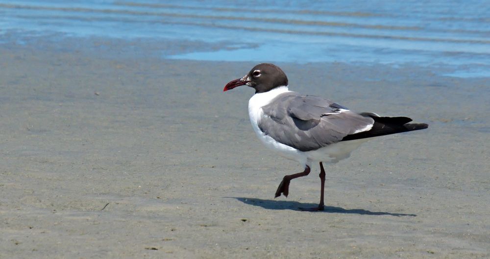 A bird at Rachel Carson Reserve