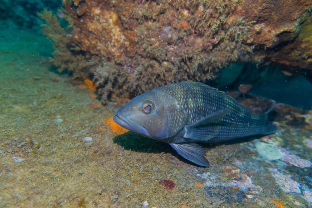Fish beside a shipwreck at Beaufort
