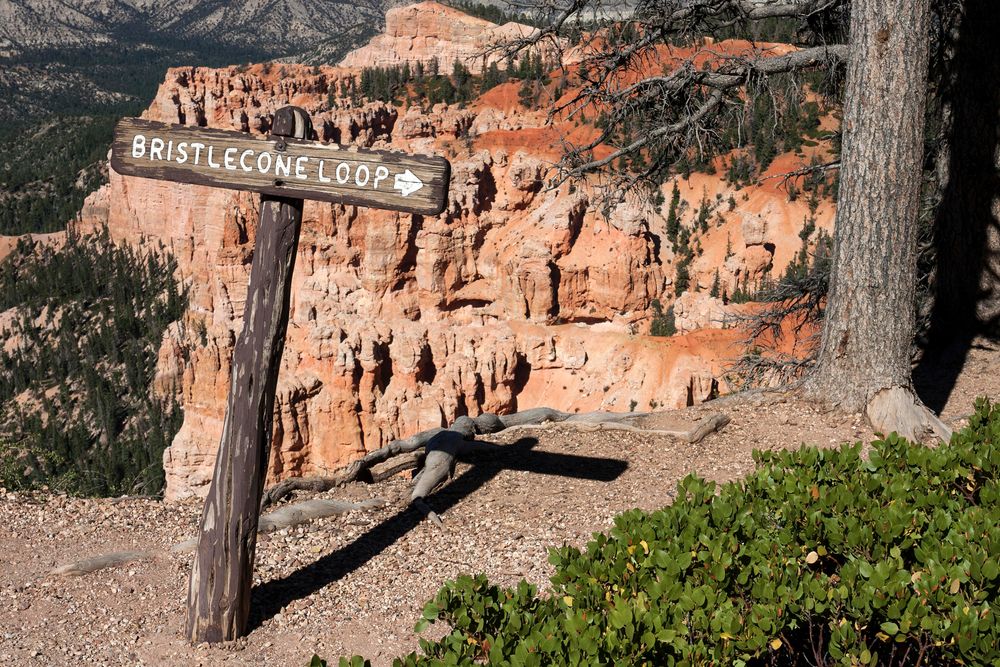 Signage of Bristlecone Loop