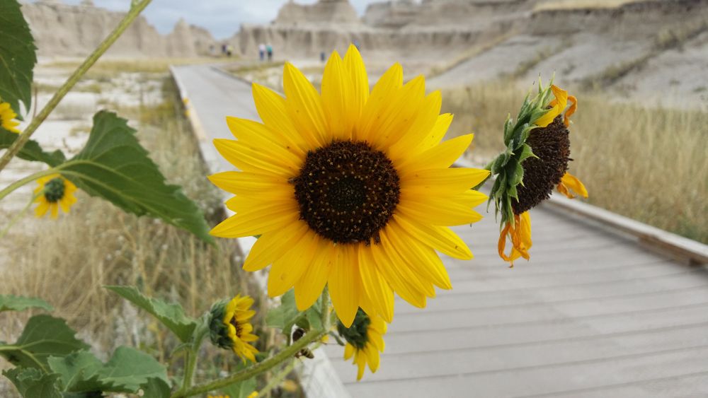 Sunflowers along Fossil Exhibit Trailhead