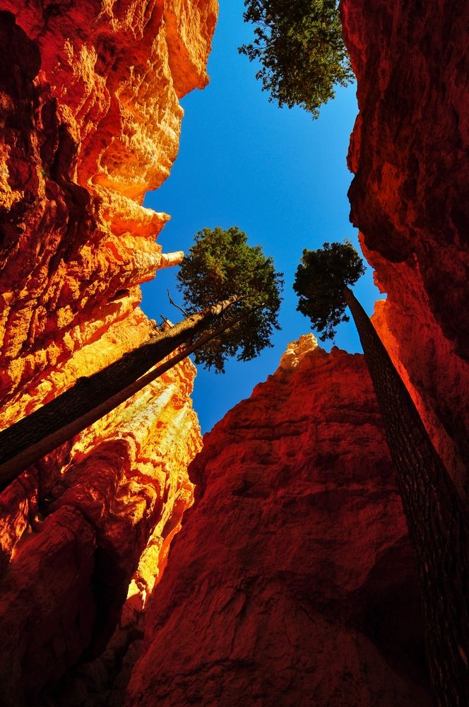 Tall trees along Navajo Loop