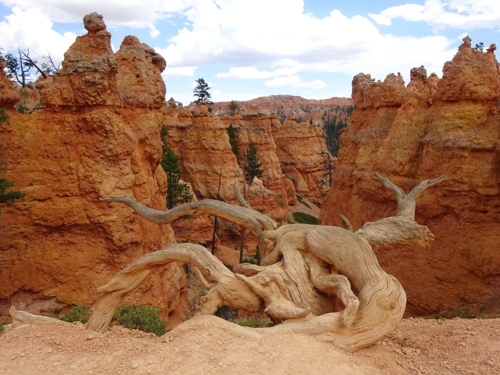 Iconic dried tree roots at Peekaboo Loop