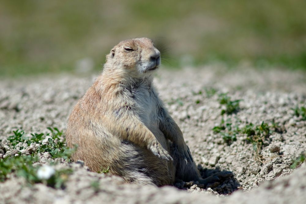 A prairie dog at Roberts Prairie Dog Town