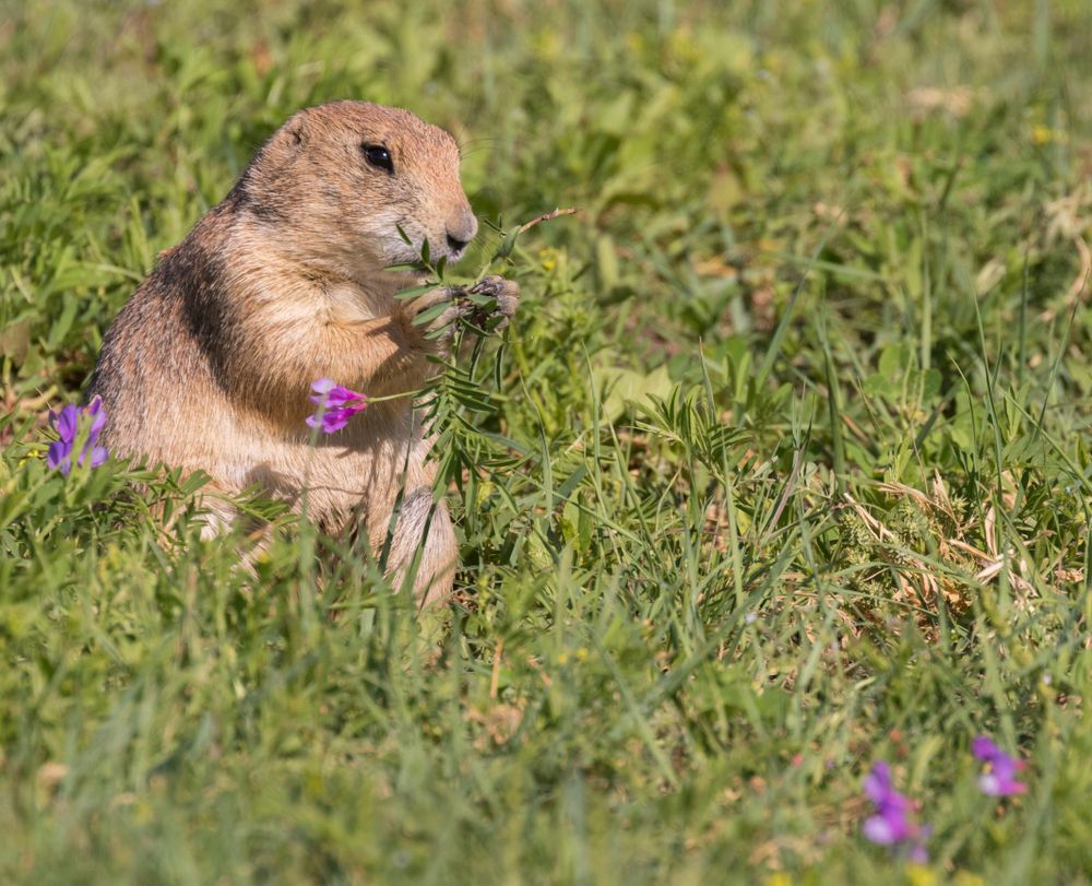 A prairie dog eating a wildflower at Roberts Prairie Dog Town