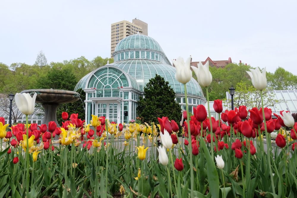 Colorful tulips in front of Brooklyn Botanic Garden's conservatory