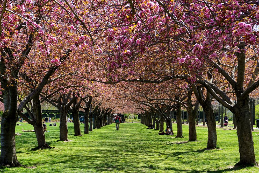 Pathway lined with cherry blossom trees at Brooklyn Botanic Garden