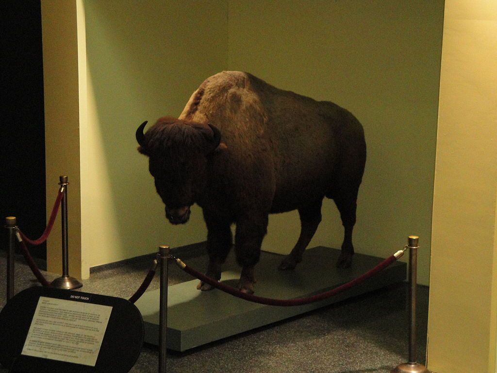 Exhibit in the Buffalo Museum of Science