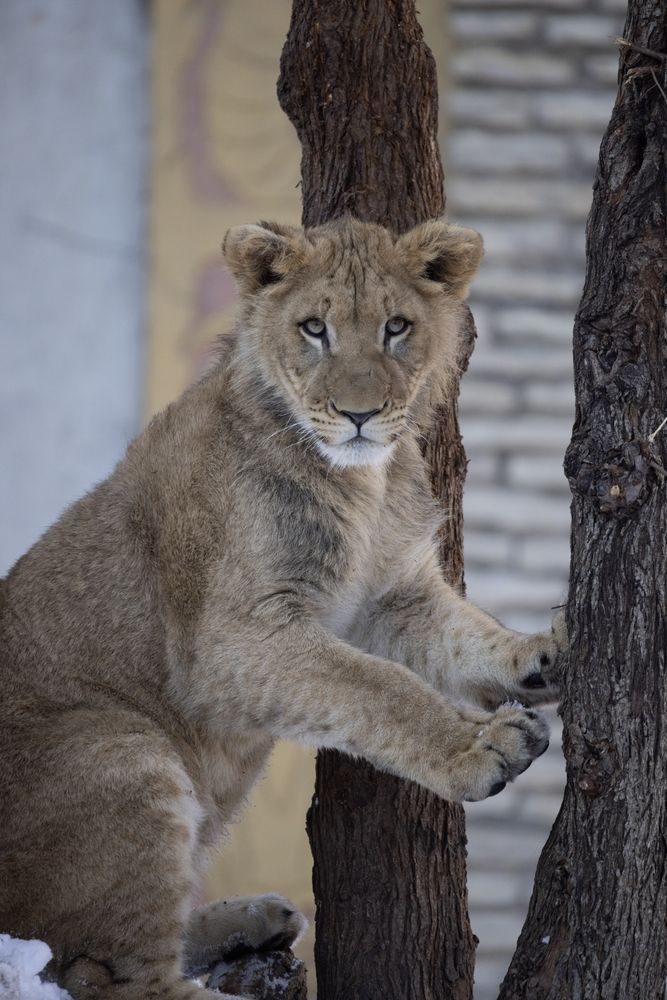 A lion cub in the Buffalo Zoo