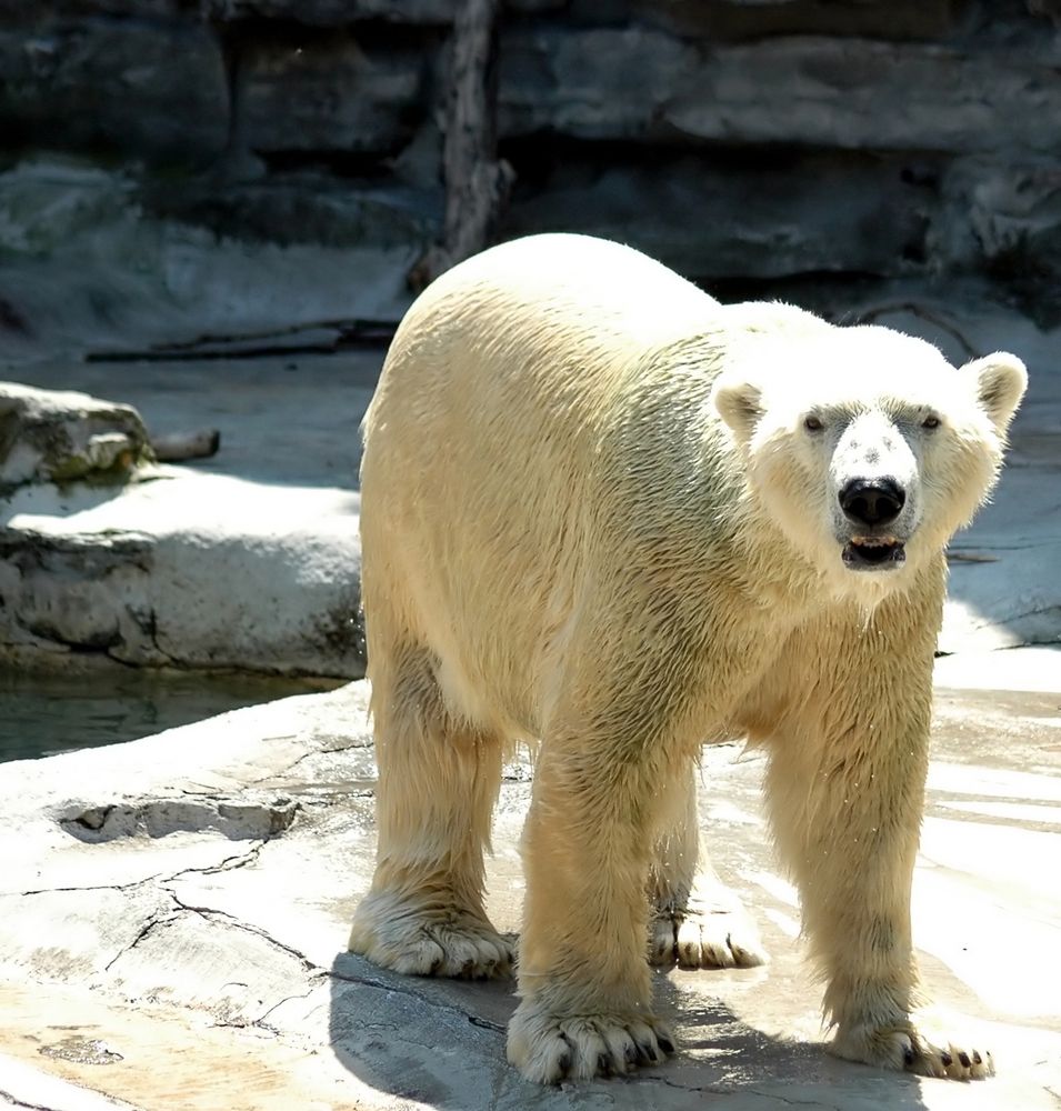 Polar bear at the Buffalo Zoo