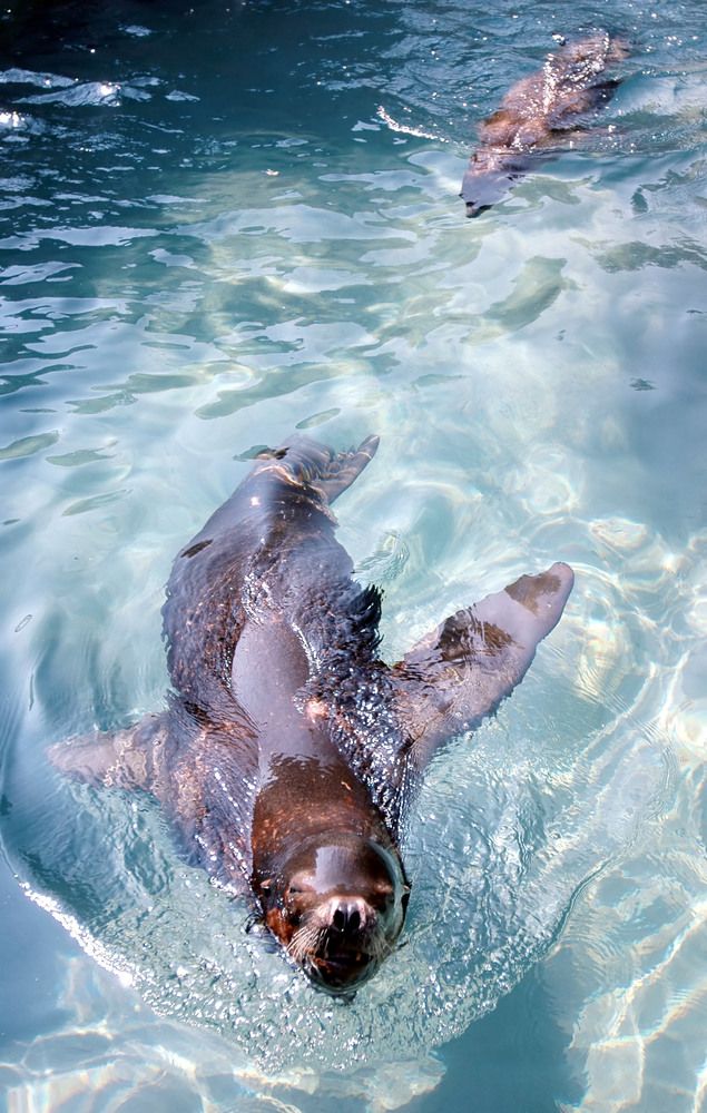 Swimming sea lions in the Buffalo Zoo