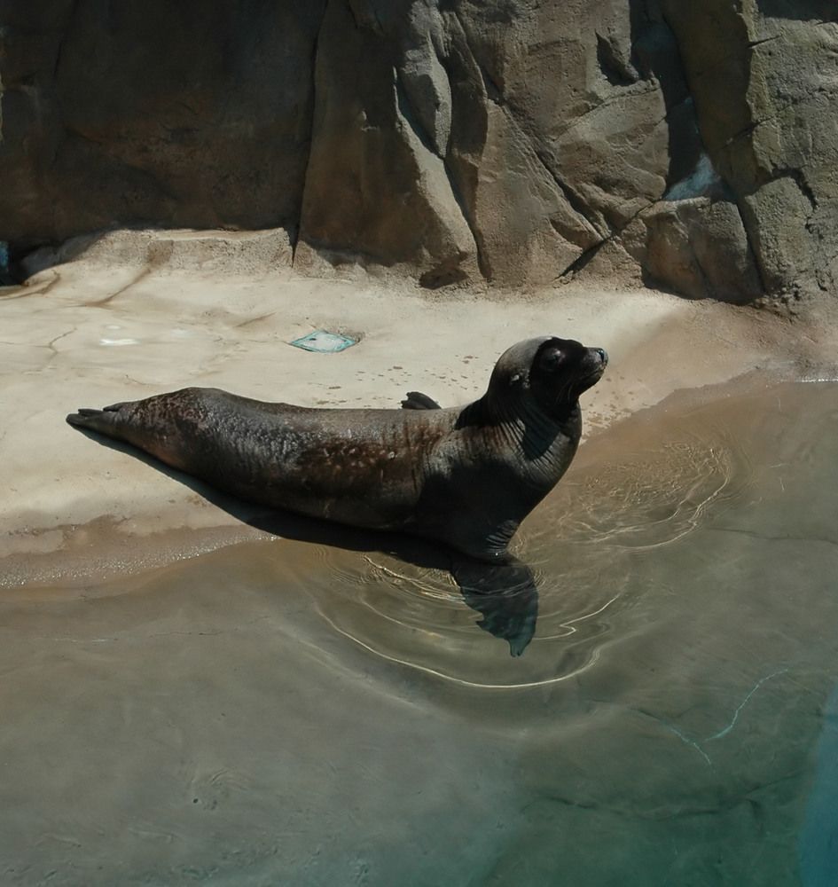 Sea lion at the Buffalo Zoo