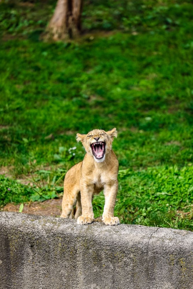 Lion cub at the Buffalo Zoo