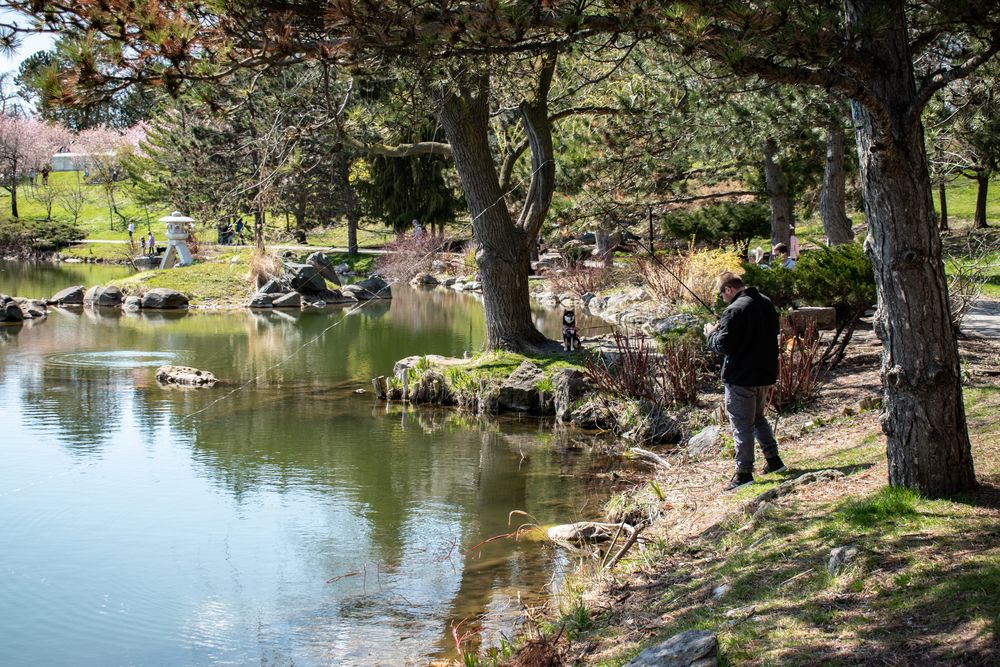 The waters of the Japanese Garden at Mirror Lake