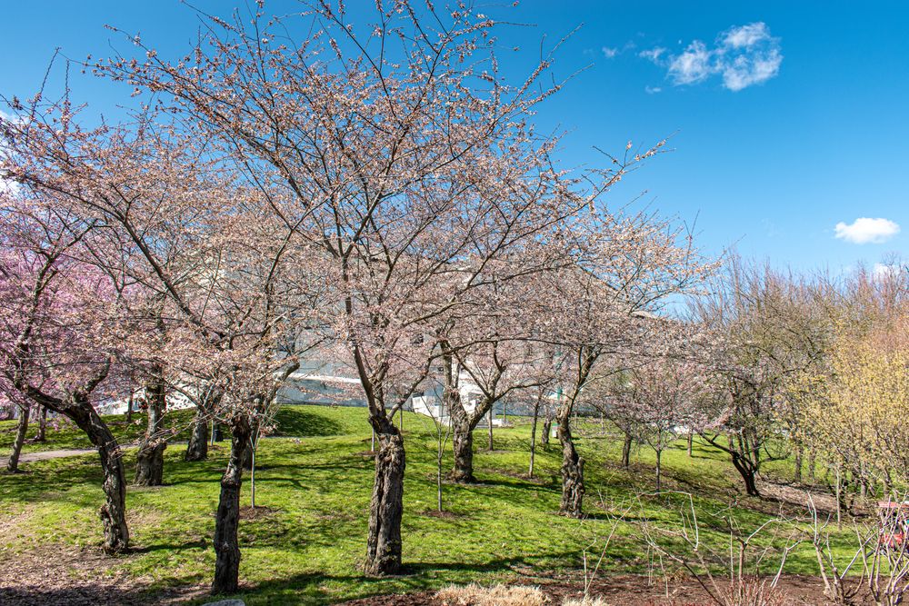 Cherry blossom trees at the Japanese Garden at Mirror Lake