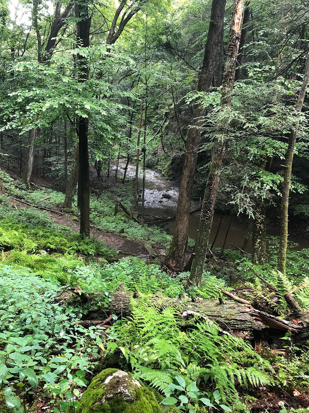 Forest trail at Mianus River Gorge Preserve