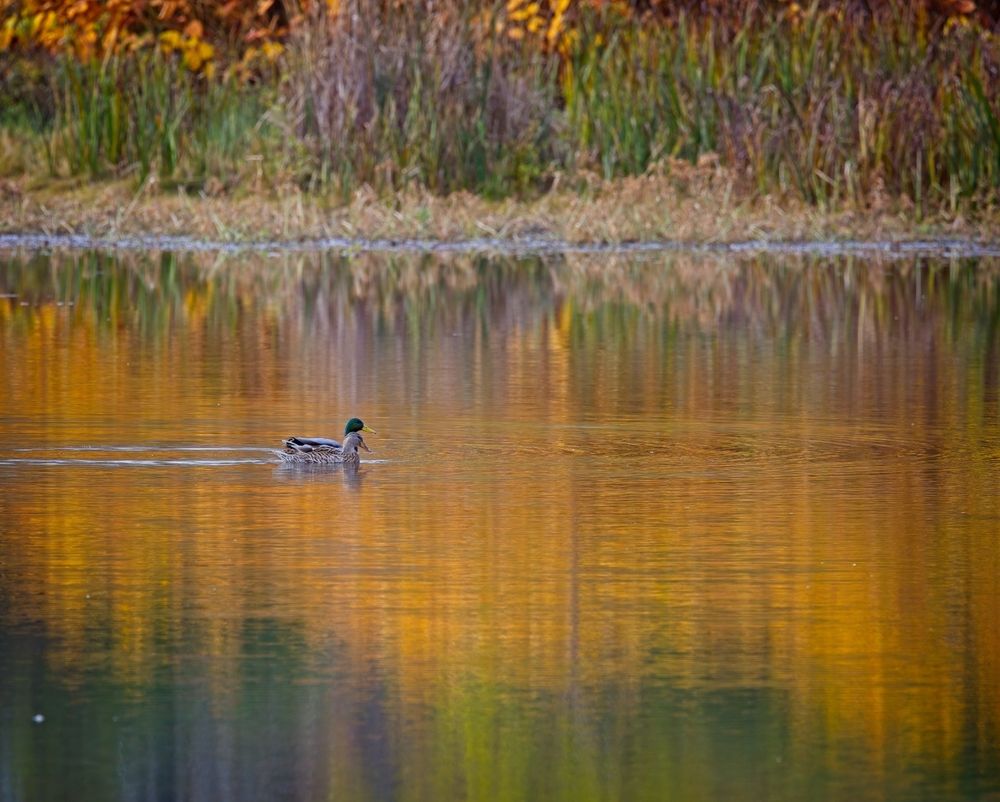 Mallard duck on Tifft Nature Preserve's pond