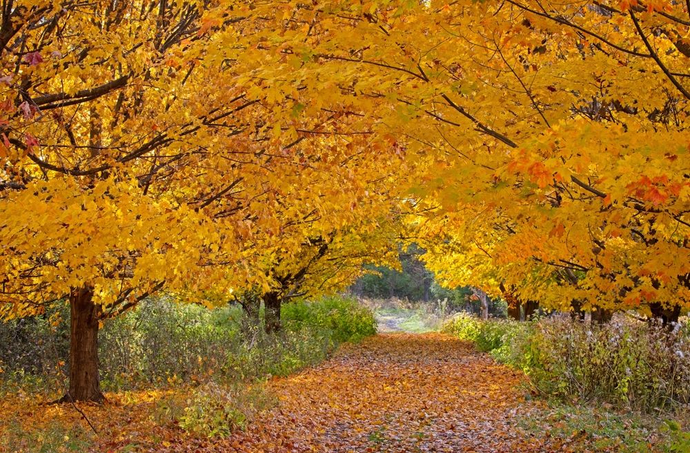 Fall scene at Tifft Nature Preserve