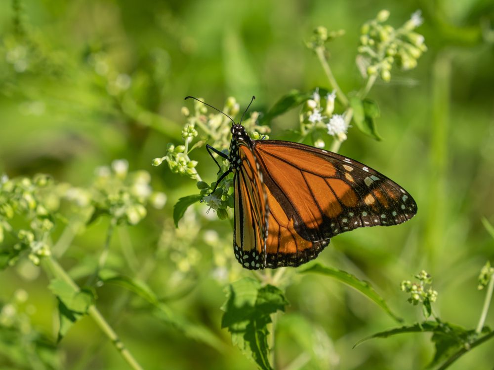 Pretty butterfly at Tifft Nature Preserve