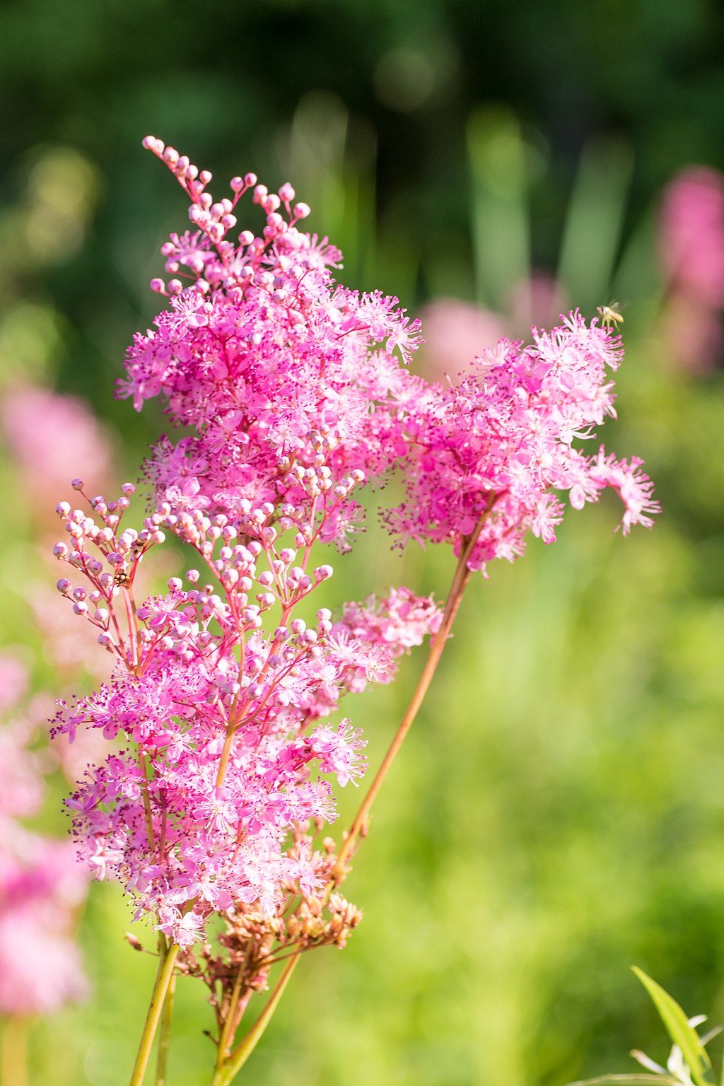 Queen of the prairie flower at Siebenthaler Fen