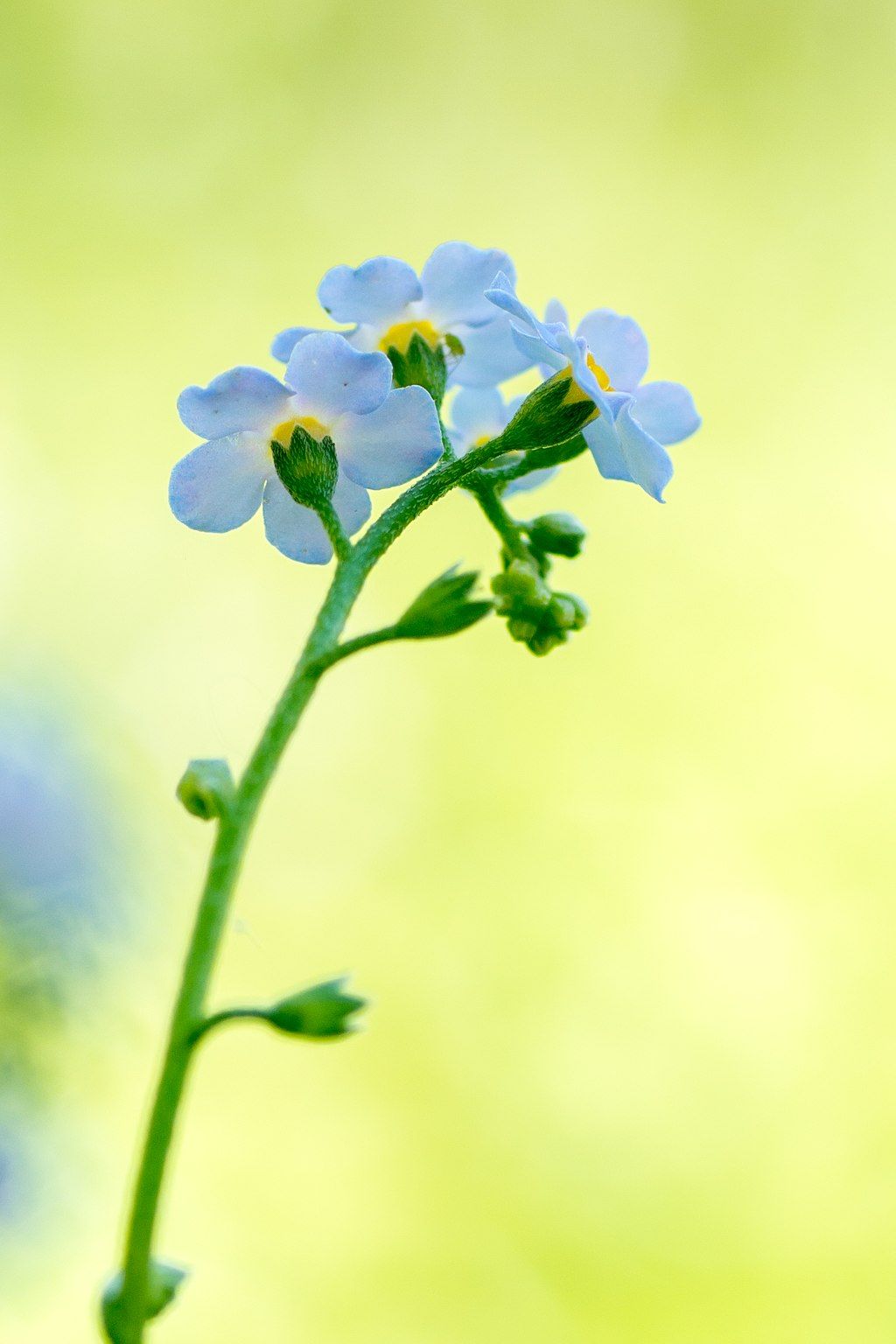 Forget-me-not flower at Siebenthaler Fen