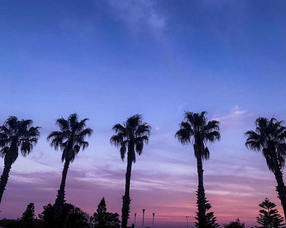 Trees silhouette during sunset at bondi