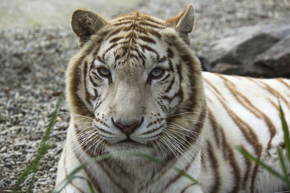 Bengal tiger at West Coast Game Park Safari