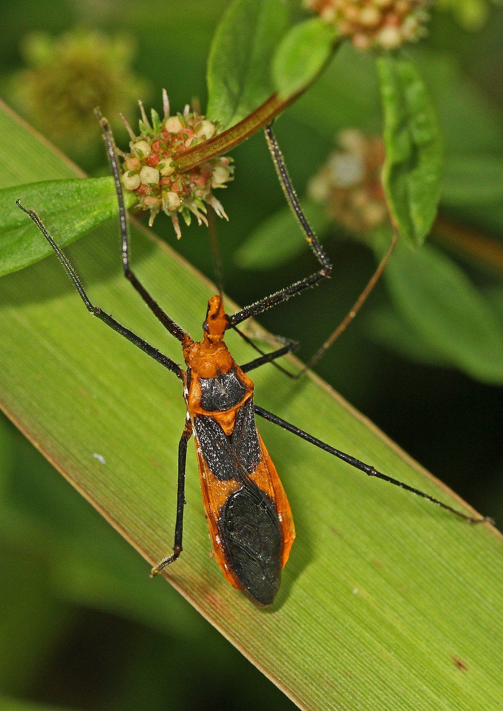 A milkweed bug at Arthur R. Marshall Loxahatchee National Wildlife Refuge.