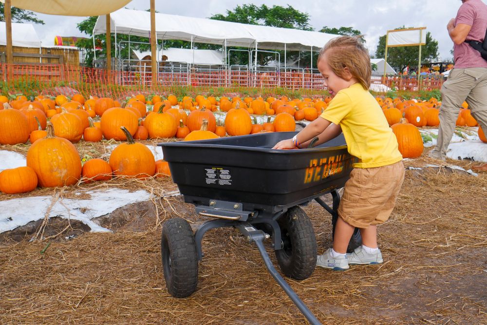 A child picking pumpkins at Bedner's Farm Fresh Market.