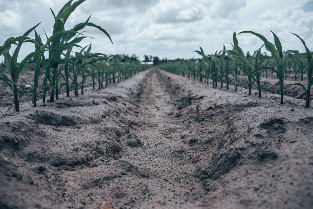 Soil and plants of Bedner's Farm Fresh Market.
