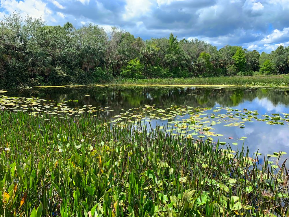 Trees surrounding the waters of Green Cay Nature Center & Wetlands.