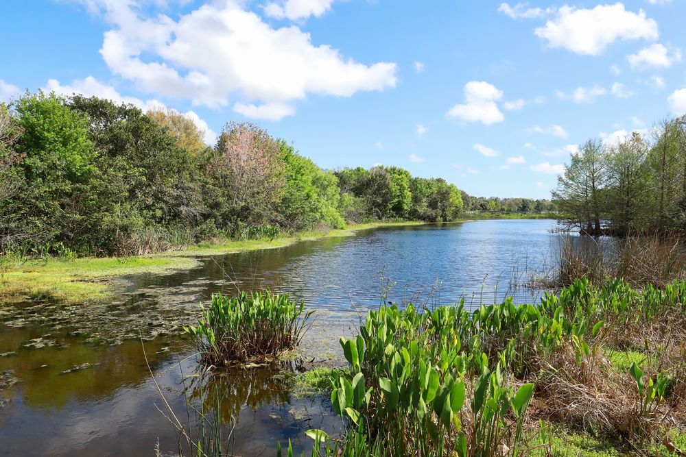 Trees surrounding the waters of Green Cay Nature Center & Wetlands.