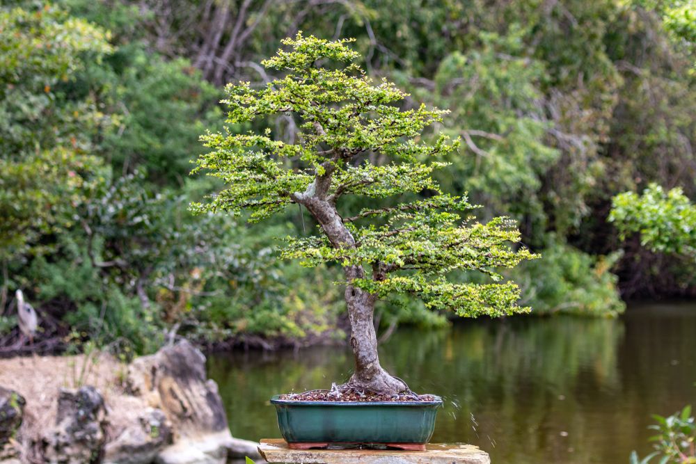 A bonsai tree at Morikami Museum and Japanese Gardens.