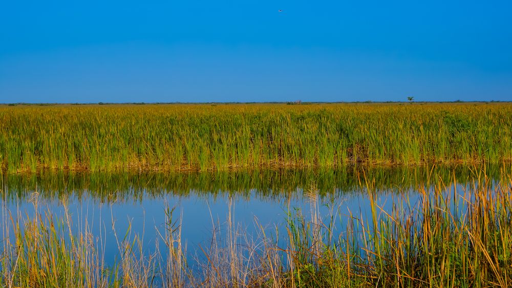 River grass at Arthur R. Marshall Loxahatchee National Wildlife Refuge.
