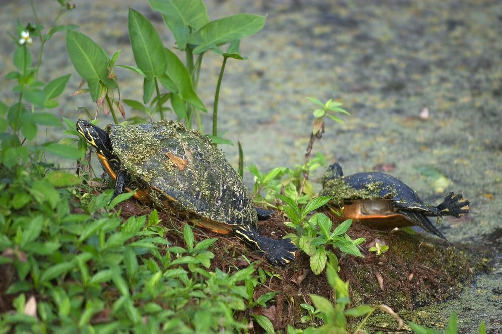 Two turtles at Arthur R. Marshall Loxahatchee National Wildlife Refuge.