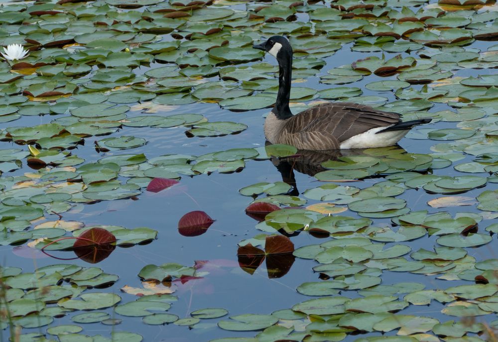 A goose on the waters of Bass Lake